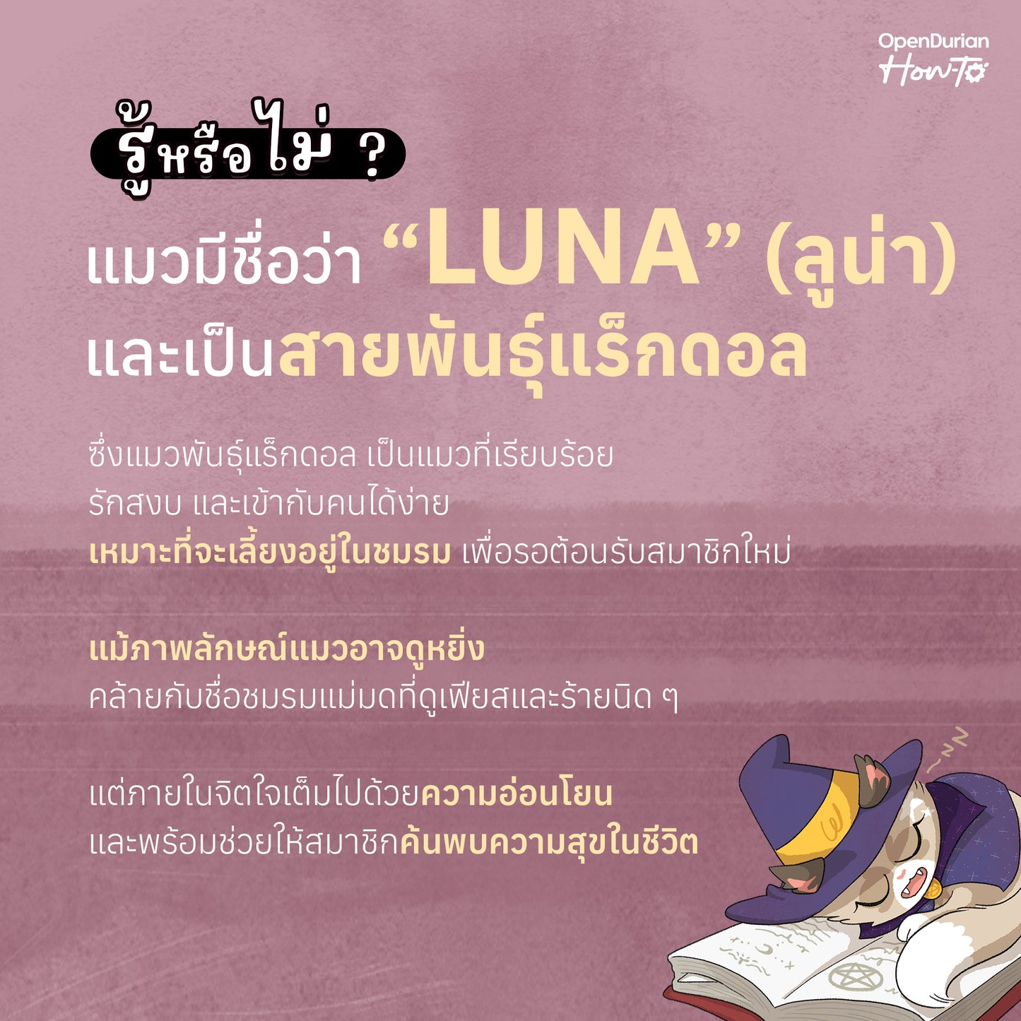 หนังสือ The Witches' Club ชมรมลับเปลี่ยนชีวิต │ OpenDurian How to